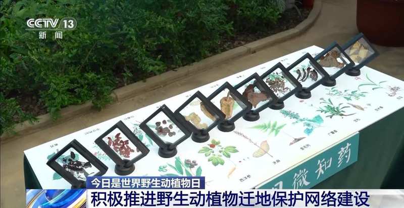  特别“家庭旅行团”亮相 我国野生动植物保护交出亮眼答卷 新闻 特别“家庭旅行团”亮相 我国野生动植物保护交出亮眼答卷 新闻