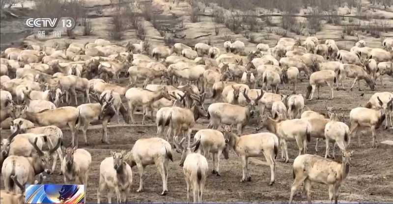  特别“家庭旅行团”亮相 我国野生动植物保护交出亮眼答卷 新闻 特别“家庭旅行团”亮相 我国野生动植物保护交出亮眼答卷 新闻