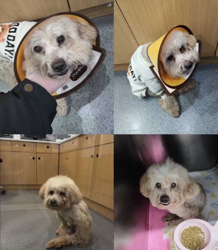  宠物诊疗市场扩张迅猛，潜在风险不容忽视；部分机构违规操作，导致宠物安全受威胁。 健康养生 宠物诊疗市场扩张迅猛，潜在风险不容忽视；部分机构违规操作，导致宠物安全受威胁。 健康养生