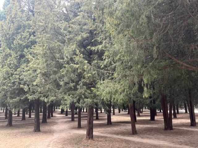  《被花粉“狙击”的春天：那些突然过敏的人，经历了什么？》 健康养生