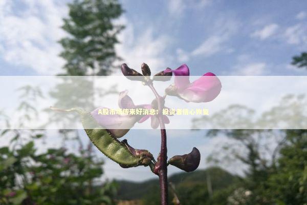 A股市场传来好消息：投资者信心恢复 新闻